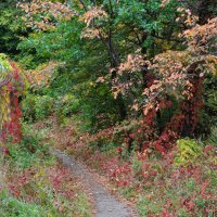 Осенними тропами :: Татьяна Машошина Осенними тропами :: Татьяна Машошина