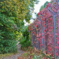 Девичий виноград :: Татьяна Машошина Девичий виноград :: Татьяна Машошина