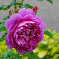 Городские цветы в октябре. :: Милешкин Владимир Алексеевич 