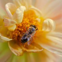 *** :: Виктор Иванович Чернюк *** :: Виктор Иванович Чернюк