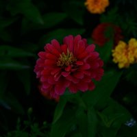 Темно. Яркий цветок (вариант "было") :: Игорь Тельцов