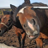Ты чьих будешь мил человек? ... )) :: Владимир Хиль