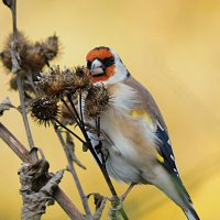 Щегол :: Лина 