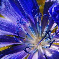 Цветок василька :: Александр Лычагин