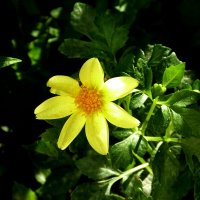 Жёлтая Георгина :: Валентин Семчишин Жёлтая Георгина :: Валентин Семчишин