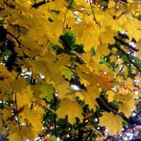 В золотую осень :: Елена Семигина