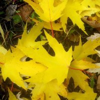 Листья желтые над городом кружатся.. :: Елена Семигина Листья желтые над городом кружатся.. :: Елена Семигина