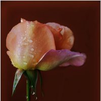 РОЗА... :: Elvira E. РОЗА... :: Elvira E.