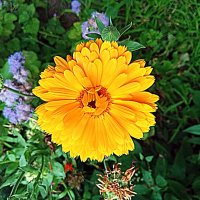 Цветы. :: Владимир Драгунский Цветы. :: Владимир Драгунский