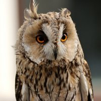 Всевидящий взгляд :: Владимир59 Всевидящий взгляд :: Владимир59