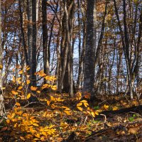 Буковый лес в ноябре :: Игорь Сикорский