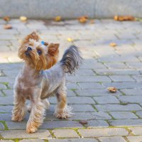 Игруля :: Светлана Тихонина Игруля :: Светлана Тихонина