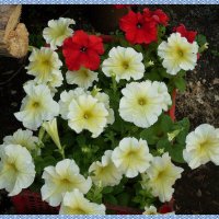 ПЕТУНИЯ :: СЕРГЕЙ ФИЛОЧКИН