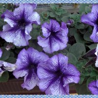 ПЕТУНИИ :: СЕРГЕЙ ФИЛОЧКИН