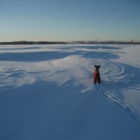 Прогулки по целине :: Anna Ivanova Прогулки по целине :: Anna Ivanova