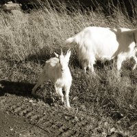 Фотография :: Денис Безногов
