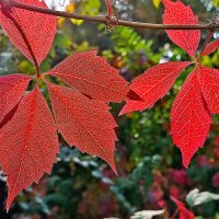 Осень постаралась! :: Валентина  Нефёдова 