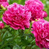 пионы :: николай 