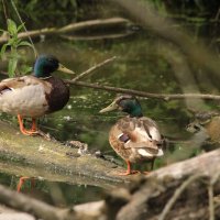 Уютный уголок :: Сергей Лычагин