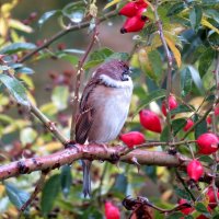 Вот так всегда - чуть разбогател и уже нос воротит, друзей не признаёт... :: Егор Бабанов