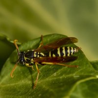 Оса... :: Александр Посошенко