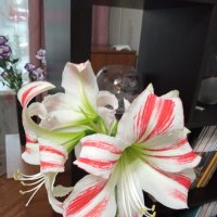 Гиппеаструм :: Татьяна Р 