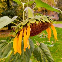 Урожайное :: Галина Бобкина