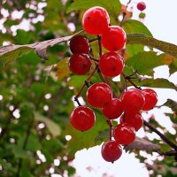 Калина красная... :: VasiLina *