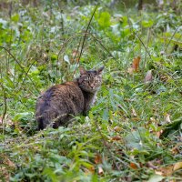 Уличная кошка в траве :: Александр Синдерёв