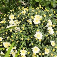 Курск. В саду у дома :: Ирэн 