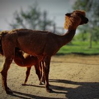 Российские альпаки :: Тамара Вебер