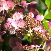 Гортензия :: Лариса С. Гортензия :: Лариса С.