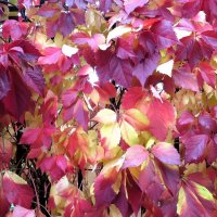 Виноград :: Лариса С.