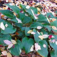 *** :: Лариса С.