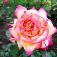 Роза :: Наталья 