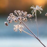 Морозец :: Александр 