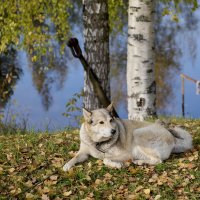 Лада :: Борис Устюжанин