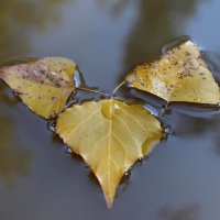 Листья желтые :: Олегъ Петрович