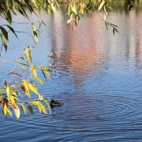 утки на пруду :: Ольга