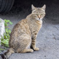 Мураня :: Светлана Ищенко