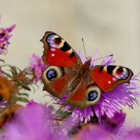 бабочки, снятые сегодня 5 :: Александр Прокудин