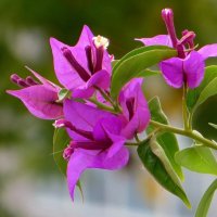 Кустик бугенвиллии на клумбе :: Татьяна Смоляниченко