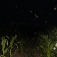 кукурузное поле :: fogmeadowww m