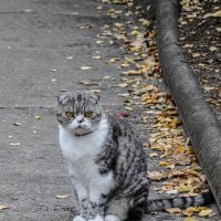 Домашний на даче :: Татьяна Машошина