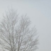 Туман :: Наталия 