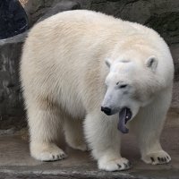 Белая медведица Айка :: <<< Наташа >>>