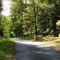 Залитый солнцем осенний лес (репортаж из поездок по области). :: Милешкин Владимир Алексеевич Залитый солнцем осенний лес (репортаж из поездок по области). :: Милешкин Владимир Алексеевич