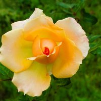 Городские цветы в октябре. :: Милешкин Владимир Алексеевич 