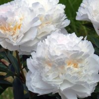 пионы -в моем саду :: николай