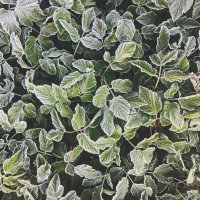 Замороженные 2 :: AZ east3